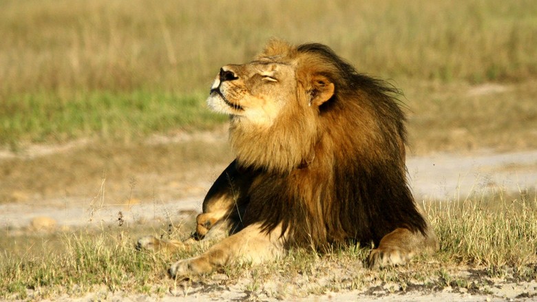 Zimbabwe Tak Akan Tuntut Dokter Gigi AS Pembunuh Singa Cecil