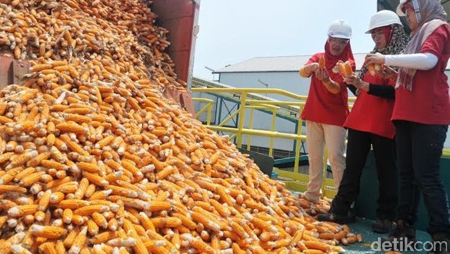 Larang Impor Jagung, Mentan: Kami Siapkan Solusinya Minggu Depan Larang Impor Jagung, Mentan: Kami Siapkan Solusinya Minggu Depan