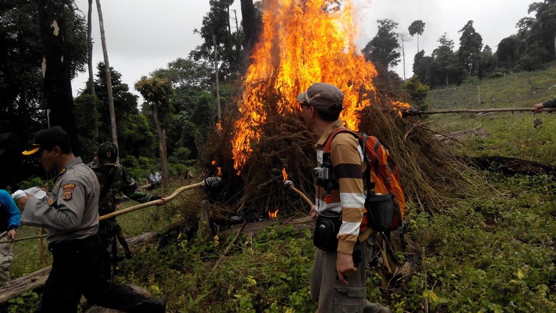 BNN Panen 20 Hektare Ladang Ganja di Aceh Besar