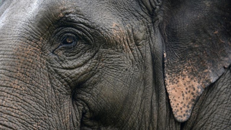 Tragis! Turis Inggris Tewas Diinjak Gajah di Thailand