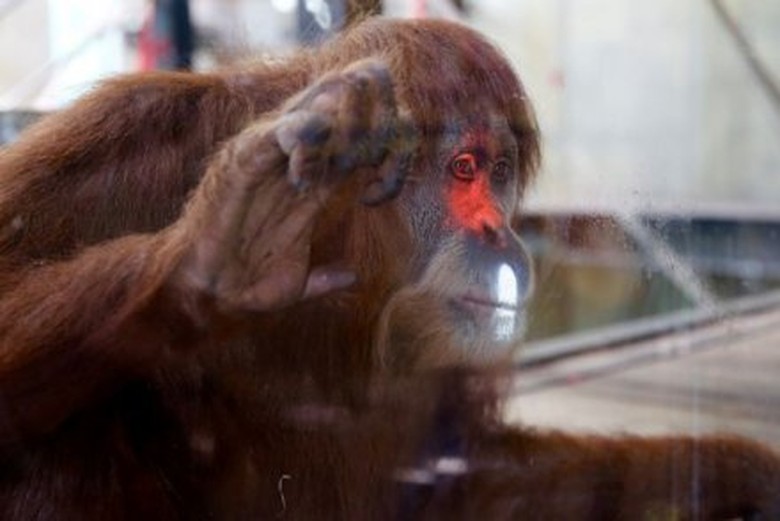 Orangutan di Kebun Binatang Melbourne Ini Pandai Bermain Video Game Xbox