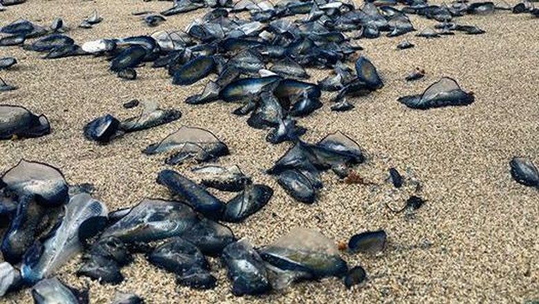 Ribuan Ubur-ubur Biru Serang Pantai Selatan Florida