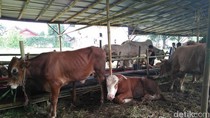 Seperti Daging Sapi Segar di Pasar, Harga Hewan Kurban Juga Naik Seperti Daging Sapi Segar di Pasar, Harga Hewan Kurban Juga Naik