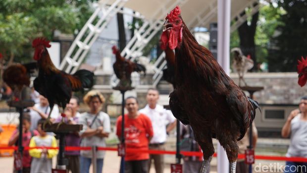 Meriahnya Kontes Ayam Ketawa Tingkat Nasional di Purwakarta
