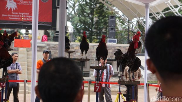 Meriahnya Kontes Ayam Ketawa Tingkat Nasional di Purwakarta