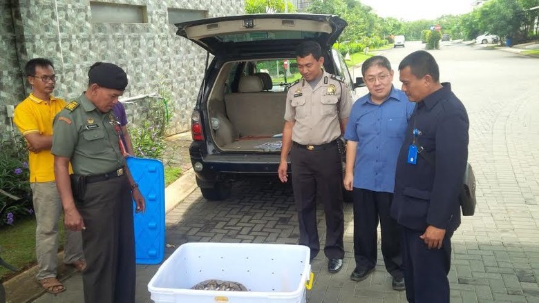 Ular Peliharaan Masuk ke Plafon Rumah Tetangga Bikin Heboh Warga di Gading Serpong