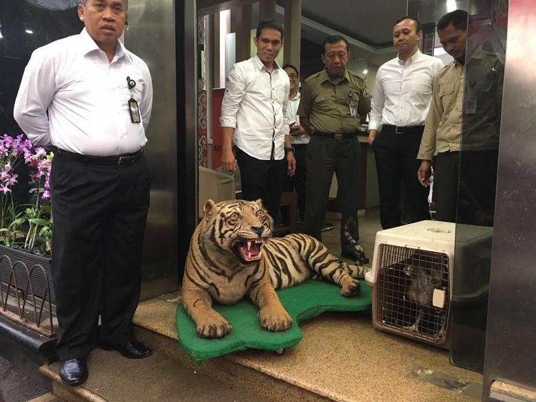 Harimau yang Diawetkan dan Elang Jawa Milik Gatot Brajamusti Diserahkan ke BKSDA