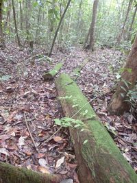 Kutukan Pohon Ulin dan Kisah Siti Maimunah di Hutan Adat