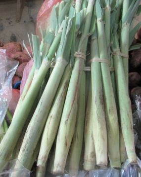 Terubuk, Lezatnya si Bunga Tebu Terubuk, Lezatnya si Bunga Tebu