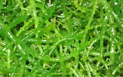 Herbal: Rumput Laut Herbal: Rumput Laut