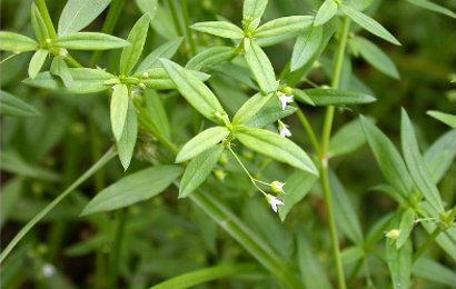 Herbal: Rumput Mutiara Herbal: Rumput Mutiara