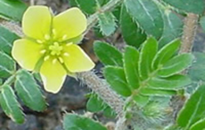 Herbal: Tribulus terrestris Herbal: Tribulus terrestris