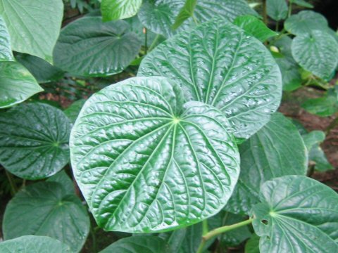 Herbal: Kava Herbal: Kava