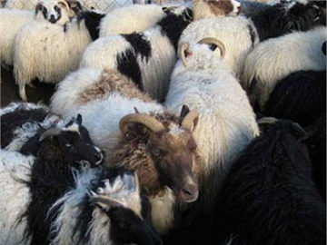 Islandia Tunda Penyembelihan Hewan Halal Islandia Tunda Penyembelihan Hewan Halal
