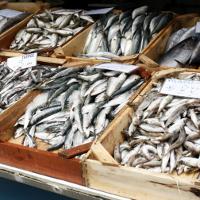 Ikan dengan Kandungan Merkuri yang Boleh Dimakan dan Tidak Ikan dengan Kandungan Merkuri yang Boleh Dimakan dan Tidak