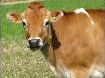 Alasan Australia Hentikan Pasokan Sapi ke Indonesia Alasan Australia Hentikan Pasokan Sapi ke Indonesia