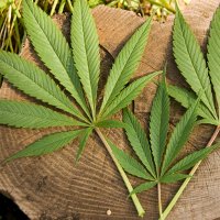 Kerusakan Otak Akibat Ganja Sama dengan Skizofrenia Kerusakan Otak Akibat Ganja Sama dengan Skizofrenia