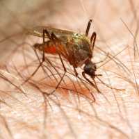 Malaria Tingkatkan Risiko Keguguran 3 Kali Lipat Malaria Tingkatkan Risiko Keguguran 3 Kali Lipat