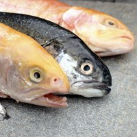 Nutrisi Terbaik untuk Sperma Ada di Ikan Laut Nutrisi Terbaik untuk Sperma Ada di Ikan Laut