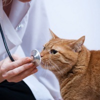 Penyakit Hewan Masih Jadi Ancaman, Dimana Peran Dokter Hewan? Penyakit Hewan Masih Jadi Ancaman, Dimana Peran Dokter Hewan?