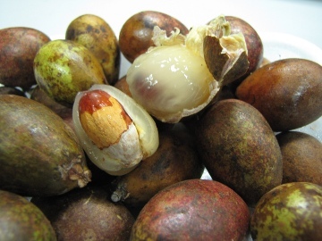 Buah Matoa, Manis Legit Kaya Manfaat Buah Matoa, Manis Legit Kaya Manfaat