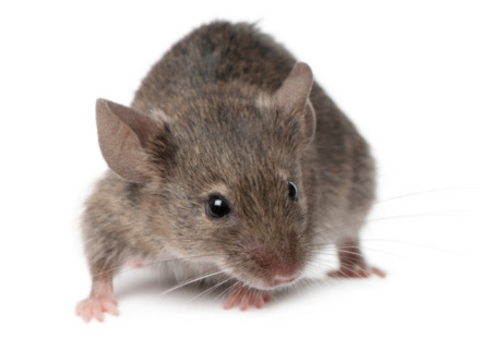 Ini Gejala Orang yang Terkena Penyakit Kencing Tikus Ini Gejala Orang yang Terkena Penyakit Kencing Tikus