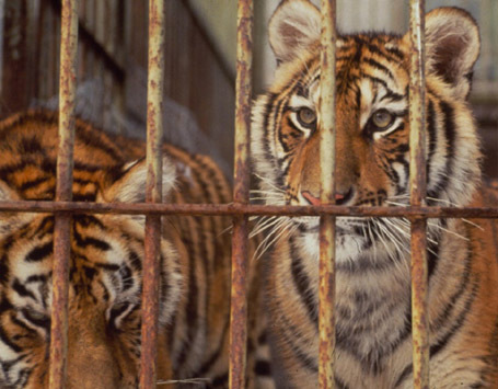 Wine dari Tulang Harimau Jadi Obat Rematik di Cina Wine dari Tulang Harimau Jadi Obat Rematik di Cina