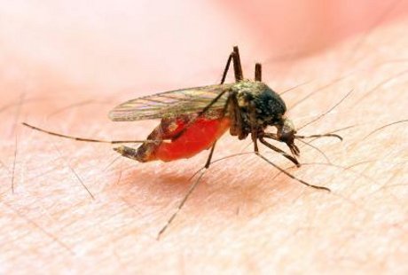 Lakukan Hal-hal Ini Agar Terhindar dari Penyakit Malaria Lakukan Hal-hal Ini Agar Terhindar dari Penyakit Malaria