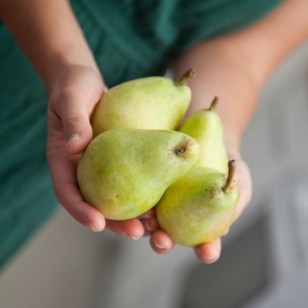 9 Alasan Sehat Buah Pir Harus Ada di Mangkuk Anda 9 Alasan Sehat Buah Pir Harus Ada di Mangkuk Anda